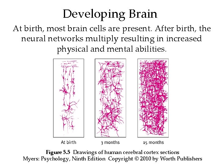 Developing Brain At birth, most brain cells are present. After birth, the neural networks