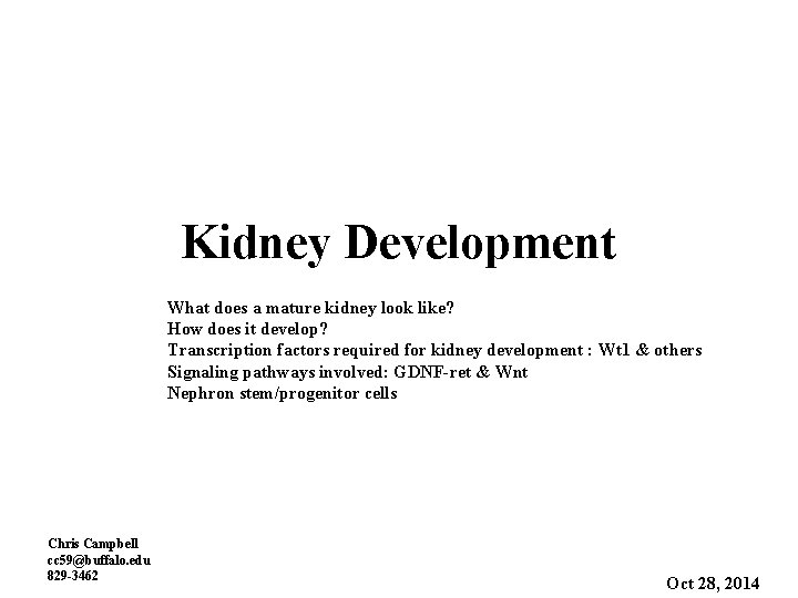 Kidney Development What does a mature kidney look like? How does it develop? Transcription Kidney Development What does a mature kidney look like? How does it develop? Transcription