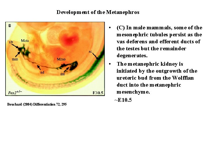 Development of the Metanephros Bouchard (2004) Differentiation 72, 295 • (C) In male mammals, Development of the Metanephros Bouchard (2004) Differentiation 72, 295 • (C) In male mammals,