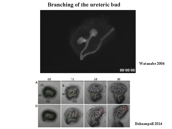 Branching of the ureteric bud Watanabe 2004 Bohnenpoll 2014 Branching of the ureteric bud Watanabe 2004 Bohnenpoll 2014