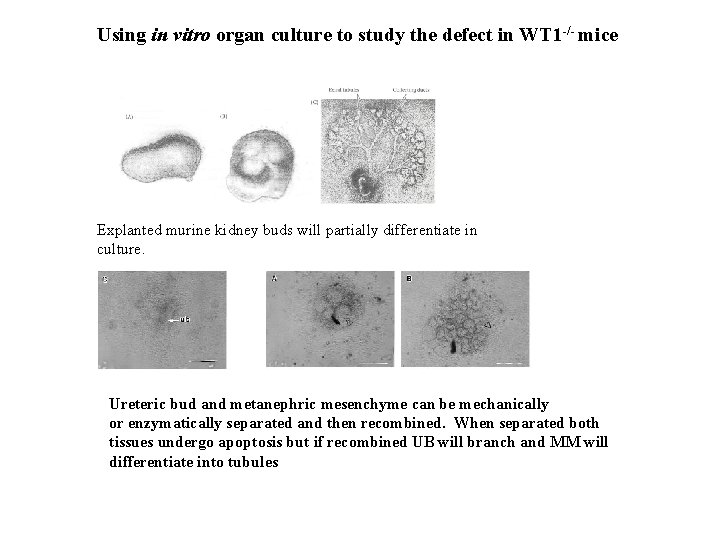 Using in vitro organ culture to study the defect in WT 1 -/- mice Using in vitro organ culture to study the defect in WT 1 -/- mice