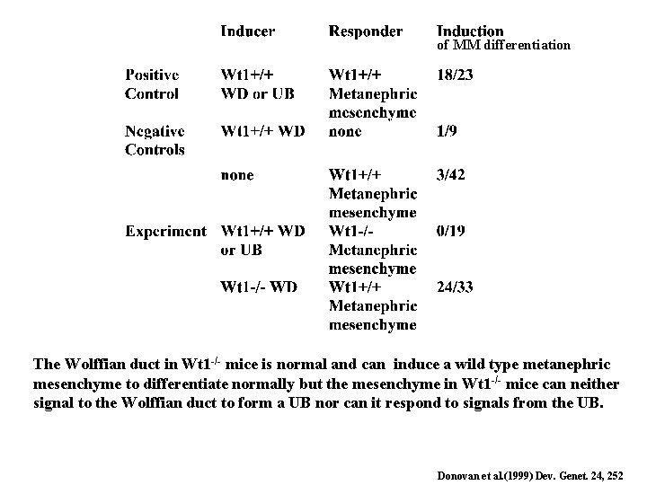 of MM differentiation The Wolffian duct in Wt 1 -/- mice is normal and of MM differentiation The Wolffian duct in Wt 1 -/- mice is normal and