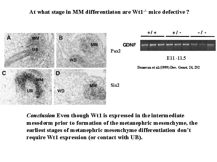 At what stage in MM differentiaton are Wt 1 -/- mice defective ? Pax At what stage in MM differentiaton are Wt 1 -/- mice defective ? Pax