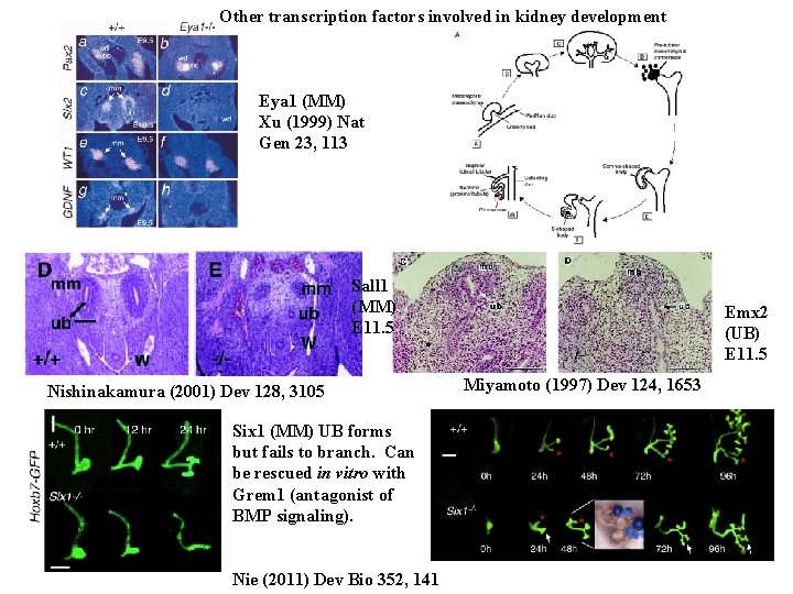 Other transcription factors involved in kidney development Eya 1 (MM) Xu (1999) Nat Gen Other transcription factors involved in kidney development Eya 1 (MM) Xu (1999) Nat Gen