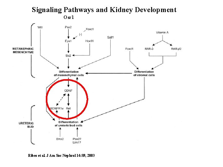 Signaling Pathways and Kidney Development Osr 1 Ribes et al. J Am Soc Nephrol Signaling Pathways and Kidney Development Osr 1 Ribes et al. J Am Soc Nephrol