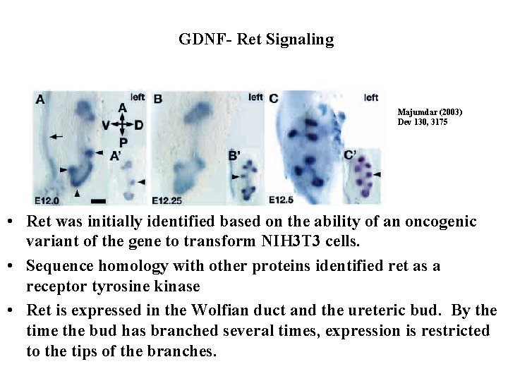 GDNF- Ret Signaling Majumdar (2003) Dev 130, 3175 • Ret was initially identified based GDNF- Ret Signaling Majumdar (2003) Dev 130, 3175 • Ret was initially identified based