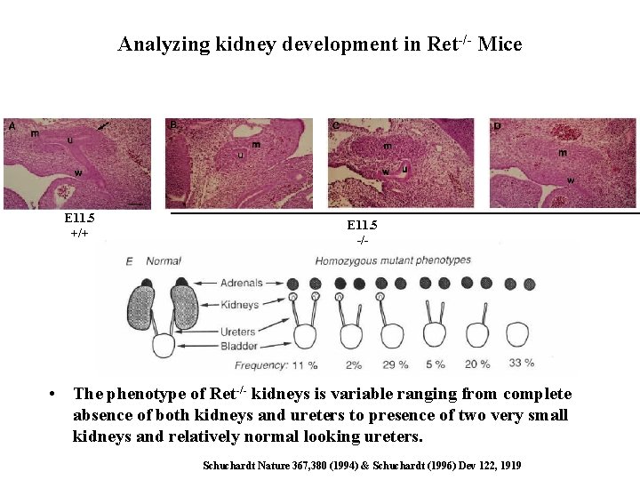Analyzing kidney development in Ret-/- Mice E 11. 5 +/+ E 11. 5 -/- Analyzing kidney development in Ret-/- Mice E 11. 5 +/+ E 11. 5 -/-