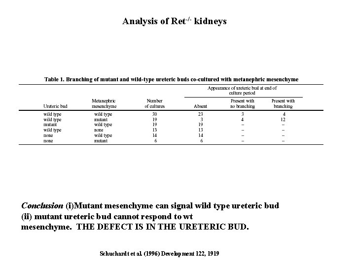 Analysis of Ret-/- kidneys Conclusion (i)Mutant mesenchyme can signal wild type ureteric bud (ii) Analysis of Ret-/- kidneys Conclusion (i)Mutant mesenchyme can signal wild type ureteric bud (ii)
