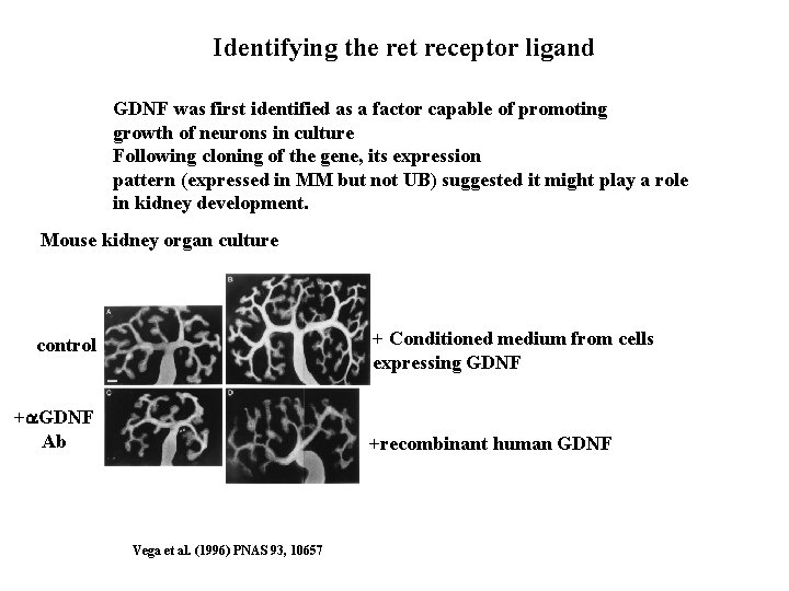 Identifying the ret receptor ligand GDNF was first identified as a factor capable of Identifying the ret receptor ligand GDNF was first identified as a factor capable of