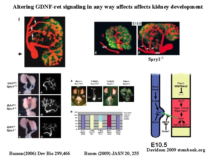 Altering GDNF-ret signaling in any way affects kidney development Spry 1 -/- Basson(2006) Dev Altering GDNF-ret signaling in any way affects kidney development Spry 1 -/- Basson(2006) Dev