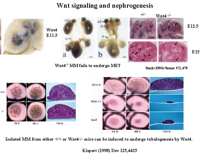Wnt signaling and nephrogenesis Wnt 4 E 12. 5 Wnt 4 E 11. 5 Wnt signaling and nephrogenesis Wnt 4 E 12. 5 Wnt 4 E 11. 5
