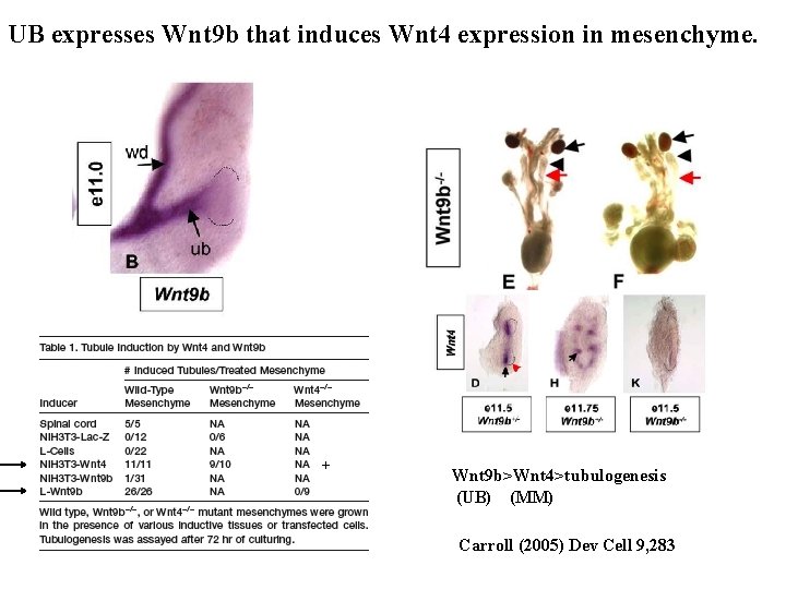 UB expresses Wnt 9 b that induces Wnt 4 expression in mesenchyme. + Wnt UB expresses Wnt 9 b that induces Wnt 4 expression in mesenchyme. + Wnt