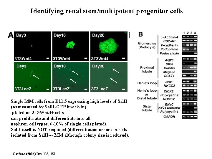 Identifying renal stem/multipotent progenitor cells Single MM cells from E 11. 5 expressing high Identifying renal stem/multipotent progenitor cells Single MM cells from E 11. 5 expressing high