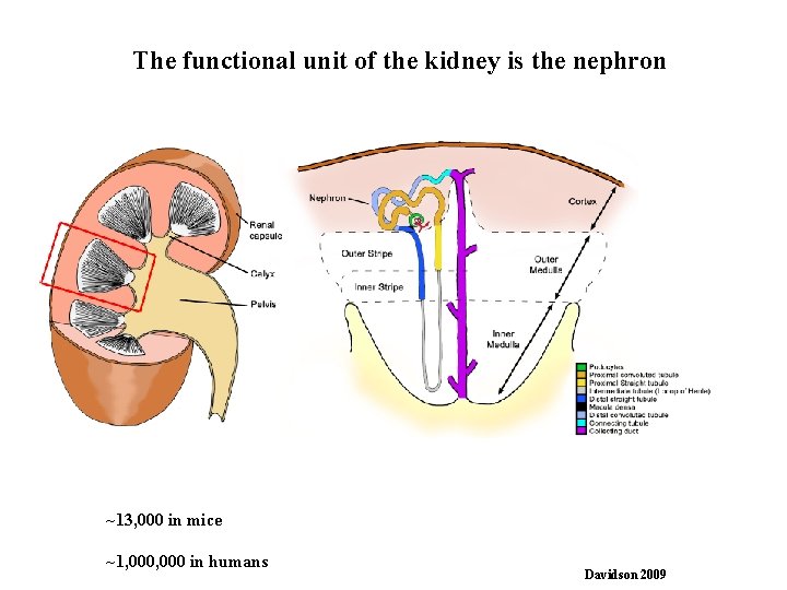 The functional unit of the kidney is the nephron ~13, 000 in mice ~1, The functional unit of the kidney is the nephron ~13, 000 in mice ~1,