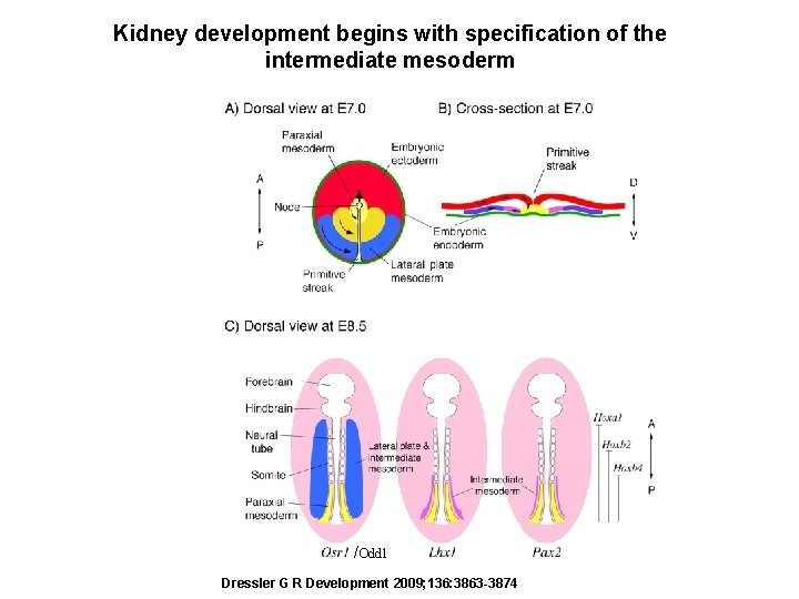 Kidney development begins with specification of the intermediate mesoderm /Odd 1 Dressler G R Kidney development begins with specification of the intermediate mesoderm /Odd 1 Dressler G R