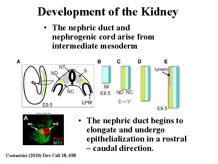 Development of the Kidney • The nephric duct and nephrogenic cord arise from intermediate Development of the Kidney • The nephric duct and nephrogenic cord arise from intermediate