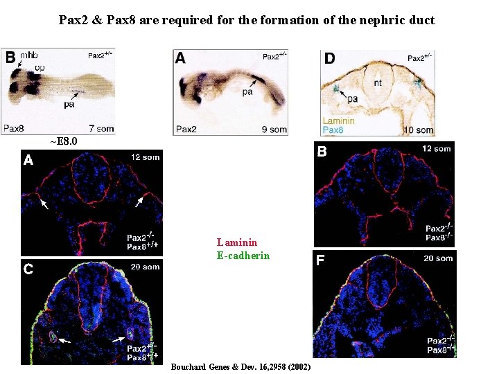 Pax 2 & Pax 8 are required for the formation of the nephric duct Pax 2 & Pax 8 are required for the formation of the nephric duct