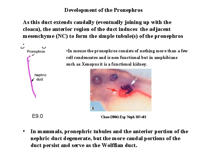 Development of the Pronephros As this duct extends caudally (eventually joining up with the Development of the Pronephros As this duct extends caudally (eventually joining up with the