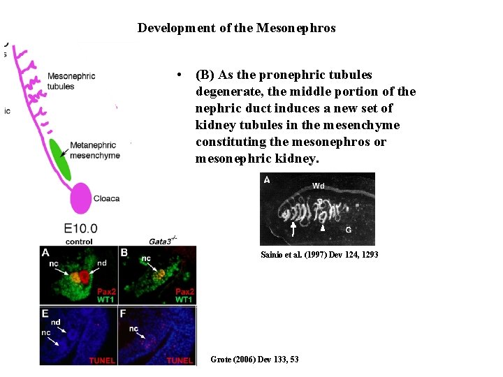 Development of the Mesonephros • (B) As the pronephric tubules degenerate, the middle portion Development of the Mesonephros • (B) As the pronephric tubules degenerate, the middle portion