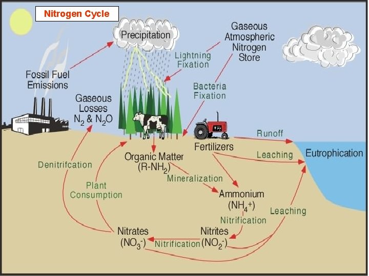 Nitrogen Cycle Nitrogen Cycle