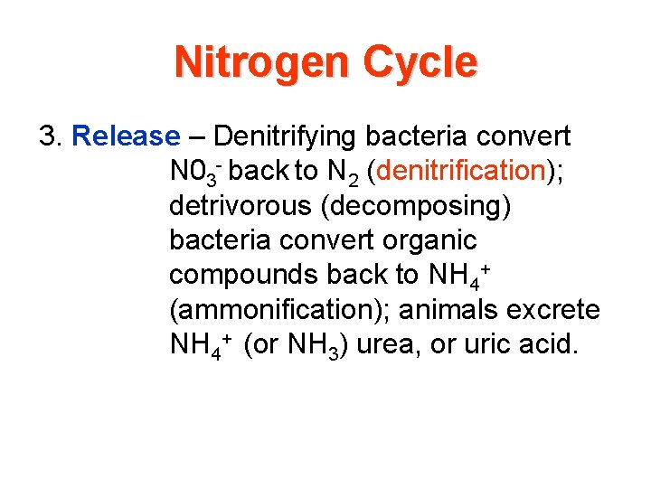 Nitrogen Cycle 3. Release – Denitrifying bacteria convert N 03 - back to N Nitrogen Cycle 3. Release – Denitrifying bacteria convert N 03 - back to N