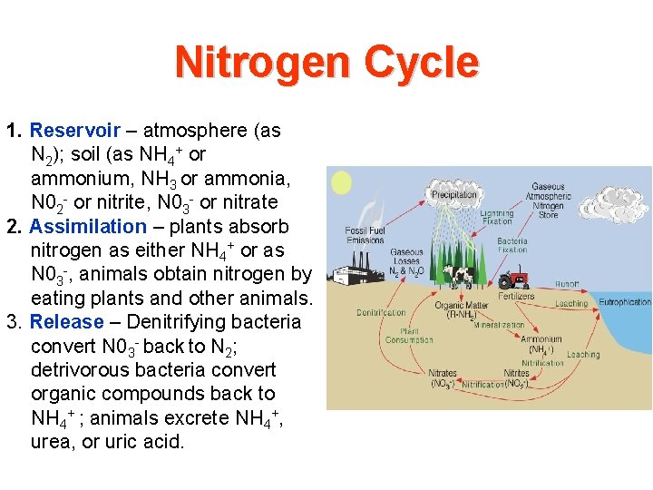 Nitrogen Cycle 1. Reservoir – atmosphere (as N 2); soil (as NH 4+ or Nitrogen Cycle 1. Reservoir – atmosphere (as N 2); soil (as NH 4+ or