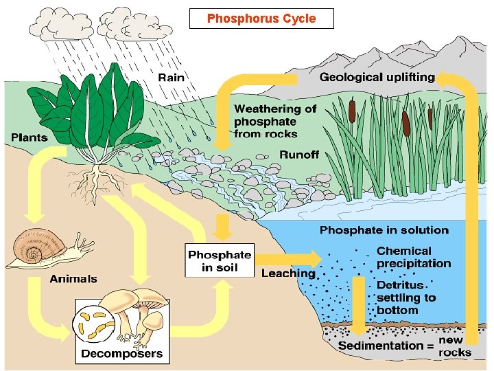 Phosphorus Cycle Phosphorus Cycle