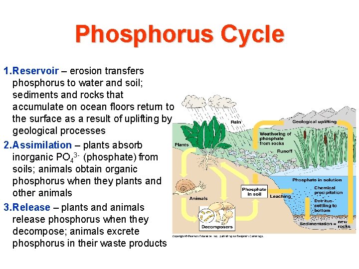 Phosphorus Cycle 1. Reservoir – erosion transfers phosphorus to water and soil; sediments and Phosphorus Cycle 1. Reservoir – erosion transfers phosphorus to water and soil; sediments and
