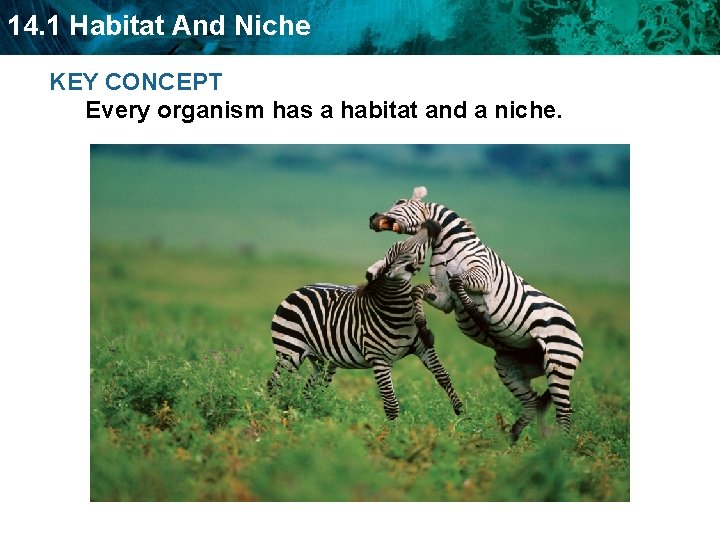 14. 1 Habitat And Niche KEY CONCEPT Every organism has a habitat and a