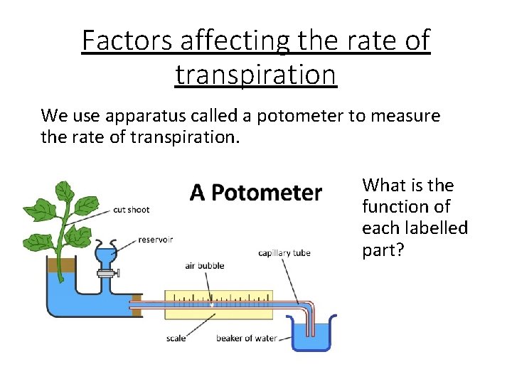 Factors affecting the rate of transpiration We use apparatus called a potometer to measure