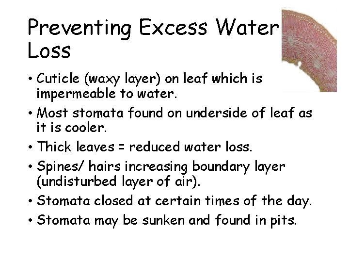 Preventing Excess Water Loss • Cuticle (waxy layer) on leaf which is impermeable to