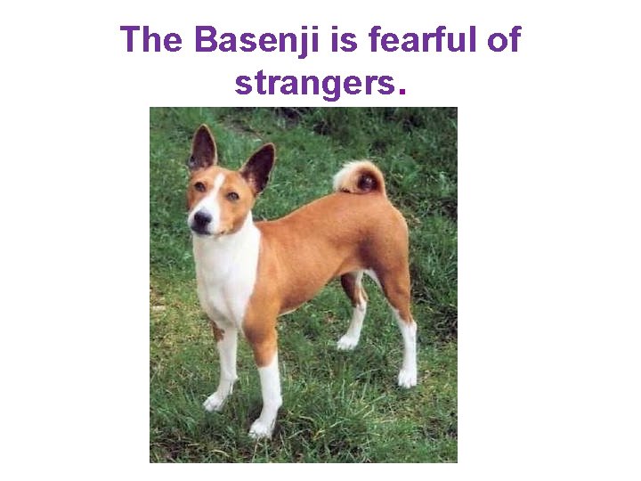 The Basenji is fearful of strangers. 