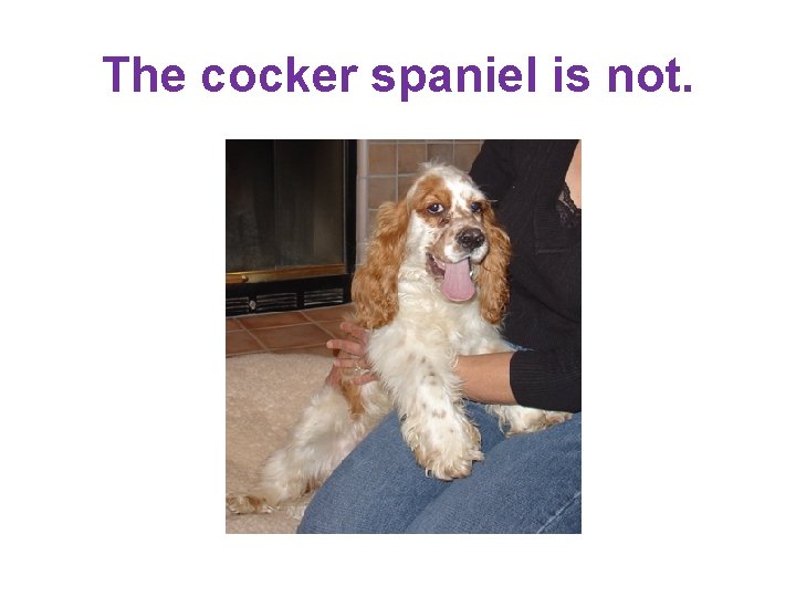 The cocker spaniel is not. 