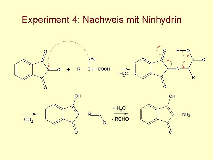 Experiment 4: Nachweis mit Ninhydrin 