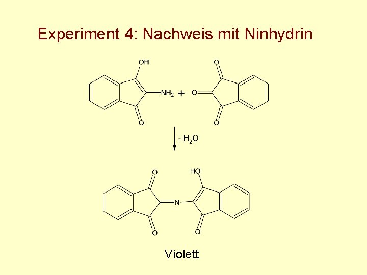 Experiment 4: Nachweis mit Ninhydrin Violett 