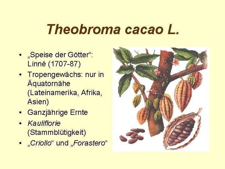 Theobroma cacao L. • „Speise der Götter“: Linné (1707 -87) • Tropengewächs: nur in