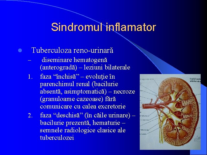 Sindromul inflamator Tuberculoza reno-urinară l – 1. 2. diseminare hematogenă (anterogradă) – leziuni bilaterale