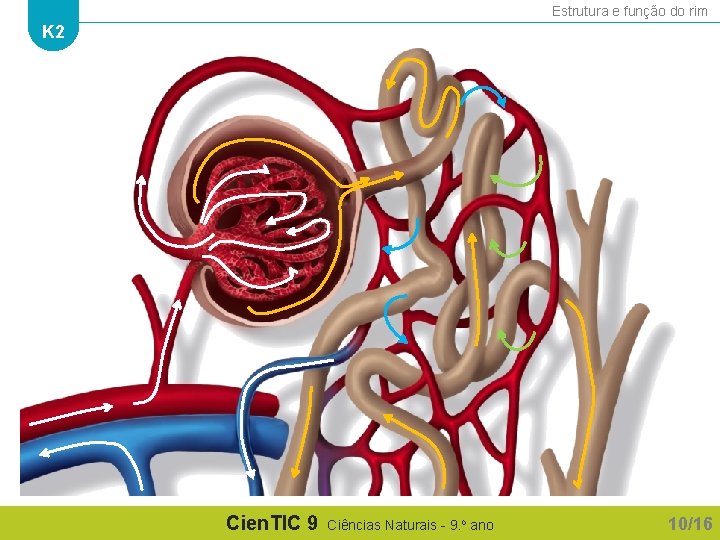 Estrutura e função do rim K 2 Cien. TIC 9 Ciências Naturais - 9.