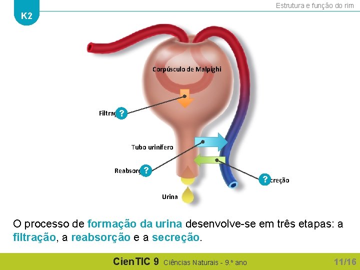 Estrutura e função do rim K 2 Corpúsculo de Malpighi Filtração ? Tubo urinífero