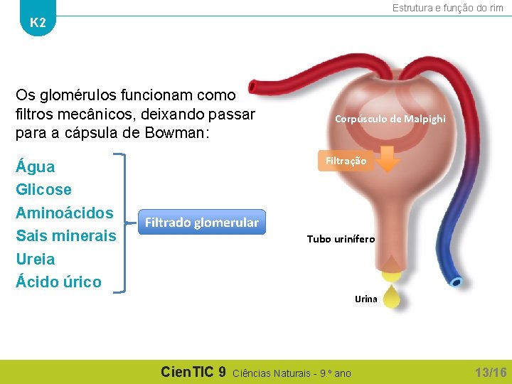 Estrutura e função do rim K 2 Os glomérulos funcionam como filtros mecânicos, deixando