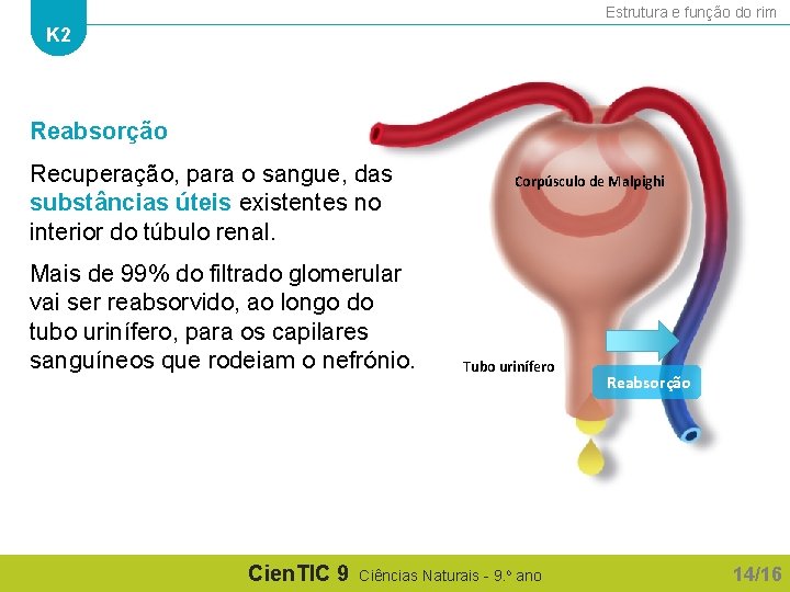 Estrutura e função do rim K 2 Reabsorção Recuperação, para o sangue, das substâncias