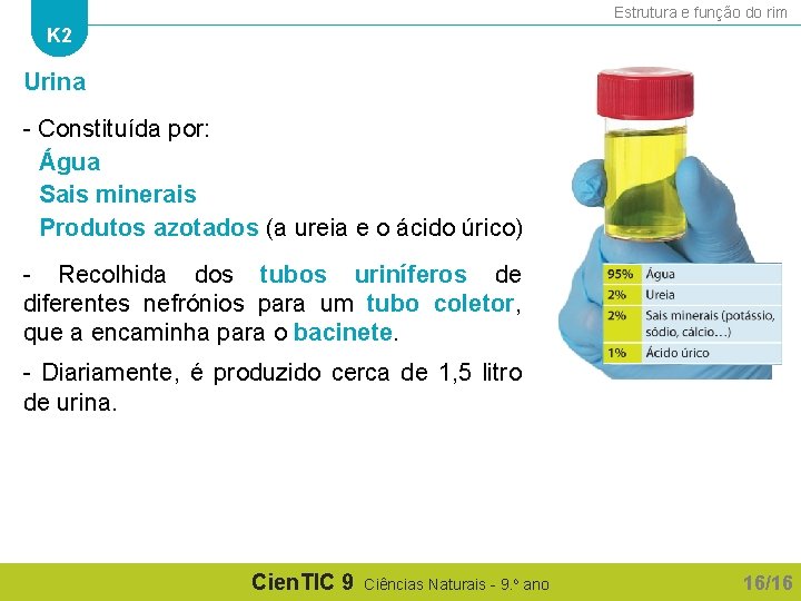 Estrutura e função do rim K 2 Urina - Constituída por: Água Sais minerais