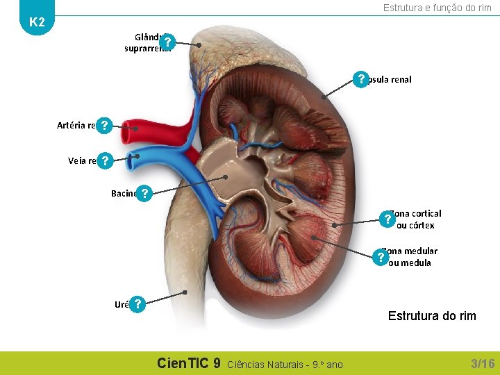 Estrutura e função do rim K 2 Glândula ? suprarrenal Cápsula renal ? Artéria