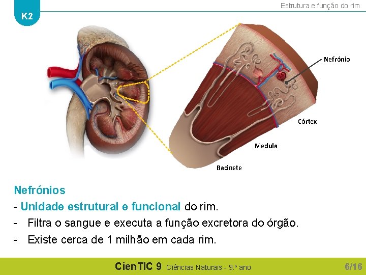 Estrutura e função do rim K 2 Nefrónio Córtex Medula Bacinete Nefrónios - Unidade