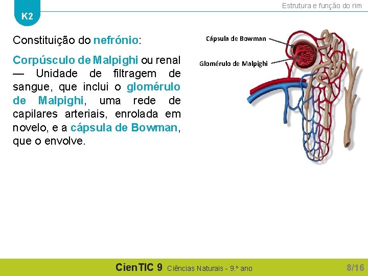 Estrutura e função do rim K 2 Cápsula de Bowman Constituição do nefrónio: Corpúsculo