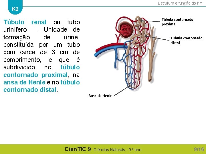 Estrutura e função do rim K 2 Túbulo renal ou tubo urinífero — Unidade