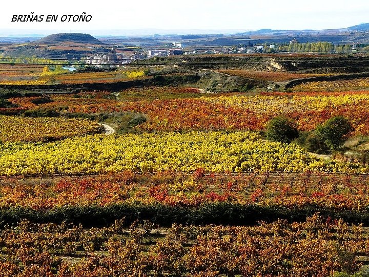 BRIÑAS EN OTOÑO BRIÑAS EN OTOÑO