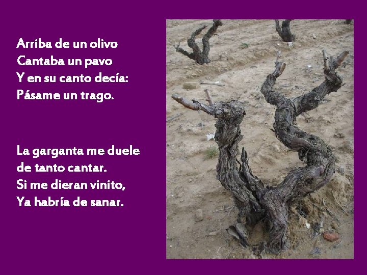 Arriba de un olivo Cantaba un pavo Y en su canto decía: Pásame un Arriba de un olivo Cantaba un pavo Y en su canto decía: Pásame un