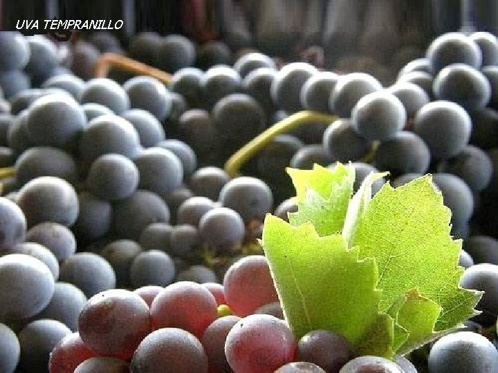 UVA TEMPRANILLO UVA TEMPRANILLO