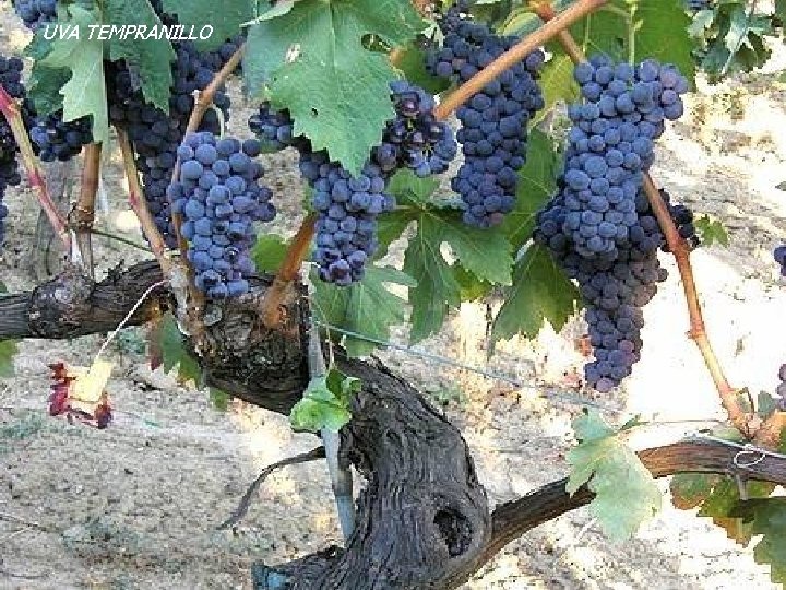 UVA TEMPRANILLO UVA TEMPRANILLO